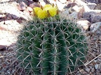 Ferocactus wislizeni f. flavispinus (nomen nudum)