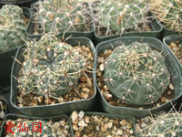 Gymnocalycium amerhauseri