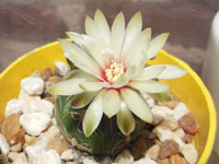 Gymnocalycium angelae