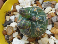 Gymnocalycium angelae