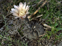 Gymnocalycium berchtii