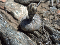 Gymnocalycium berchtii