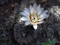 Gymnocalycium berchtii