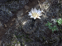 Gymnocalycium berchtii