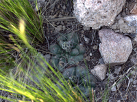 Gymnocalycium borthii