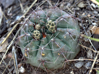 Gymnocalycium borthii