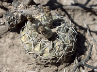 Gymnocalycium borthii