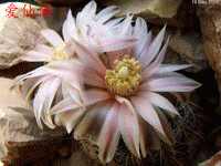 Gymnocalycium bruchii var. niveum