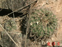 Gymnocalycium catamarcense