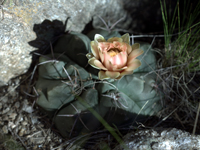 Gymnocalycium fischeri