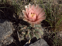 Gymnocalycium fischeri