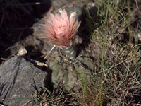 Gymnocalycium fischeri