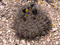 Gymnocalycium glaucum