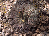 Gymnocalycium glaucum