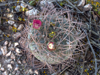 Gymnocalycium glaucum