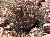 Gymnocalycium glaucum