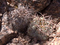 Gymnocalycium glaucum