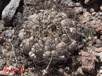 Gymnocalycium glaucum