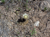 Gymnocalycium kieslingii