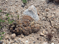 Gymnocalycium kieslingii