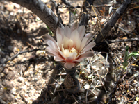 Gymnocalycium kieslingii