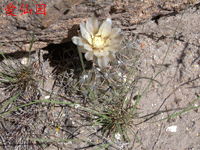 Gymnocalycium kieslingii