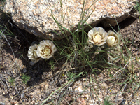 Gymnocalycium kieslingii