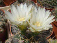 Gymnocalycium megalothelon