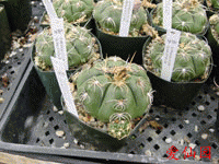 Gymnocalycium megalothelon