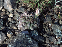 Gymnocalycium fischeri