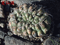 Gymnocalycium fischeri