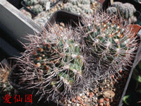 Gymnocalycium rhodantherum