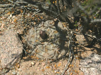 Gymnocalycium glaucum