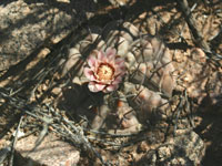 Gymnocalycium glaucum