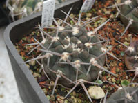 Gymnocalycium riojense subsp. piltziorum