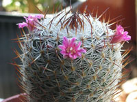 Mammillaria albilanata subsp. reppenhagenii