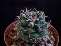 Mammillaria boelderliana