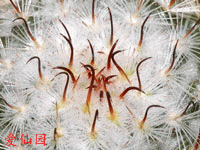 Mammillaria bombycina