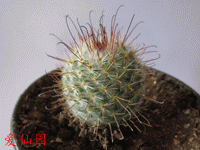 Mammillaria bombycina