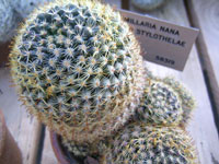 Mammillaria crinita subsp. nana