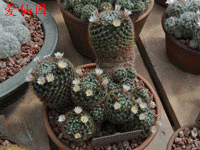 Mammillaria crinita subsp. nana