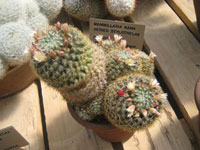 Mammillaria crinita subsp. nana