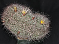 Mammillaria dioica f. cristata