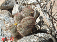 Mammillaria dioica f. cristata