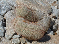 Mammillaria dioica f. cristata