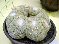 Mammillaria formosa subsp. microthele