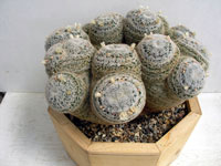 Mammillaria formosa subsp. microthele