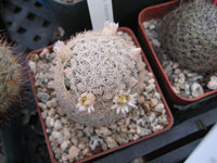 Mammillaria gasseriana