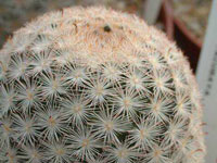 Mammillaria gasseriana