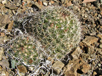 Mammillaria goodridgei